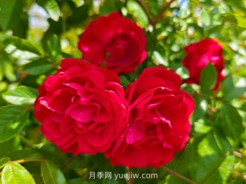 月季红木香爆花机器，花艳丽花量大花期长