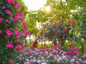 上海前滩休闲公园，月季花海盛景等你赏